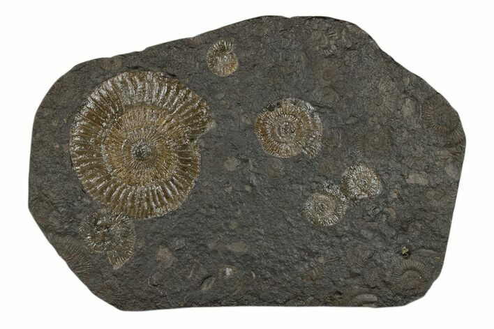 Dactylioceras Ammonite Cluster - Posidonia Shale, Germany #174251